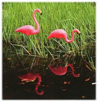 pink-flamingos.jpg