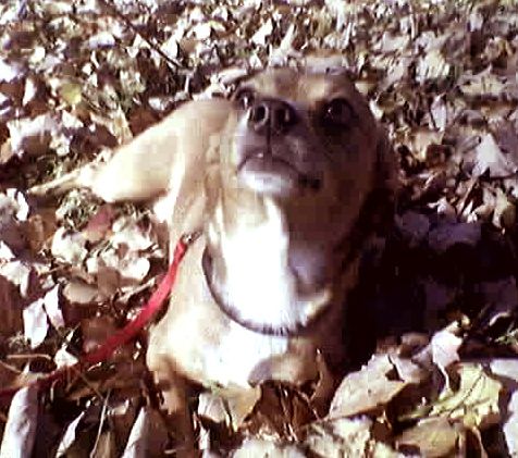 Photobucket - Video and Image Hosting