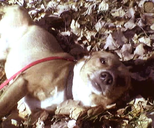 Photobucket - Video and Image Hosting