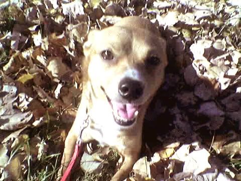 Photobucket - Video and Image Hosting