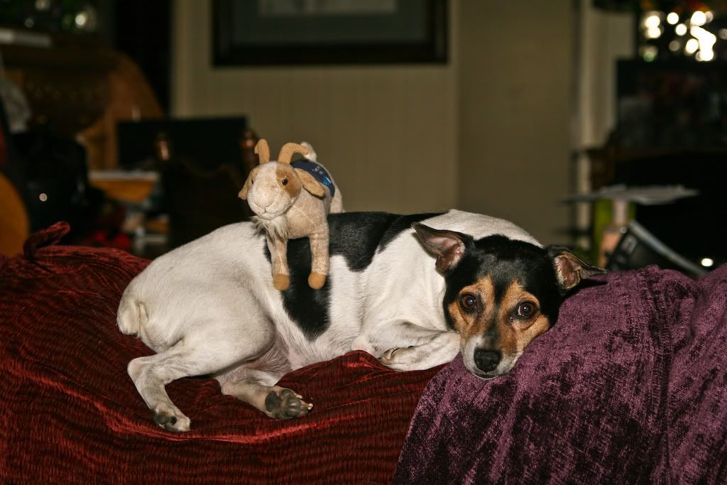 IMAGE: http://img.photobucket.com/albums/v203/squashed/misc/zip.jpg