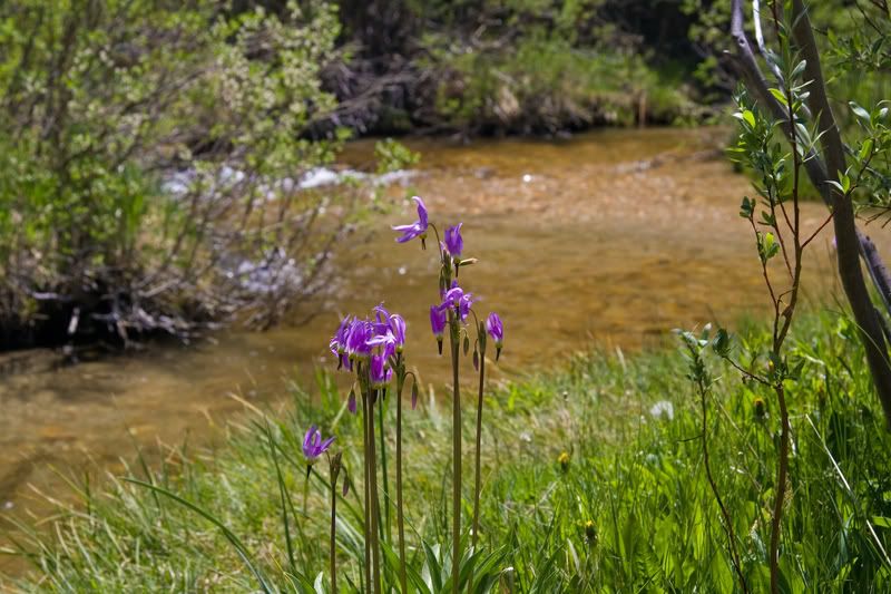 IMAGE: http://img.photobucket.com/albums/v203/squashed/sierras/IMG_1472.jpg