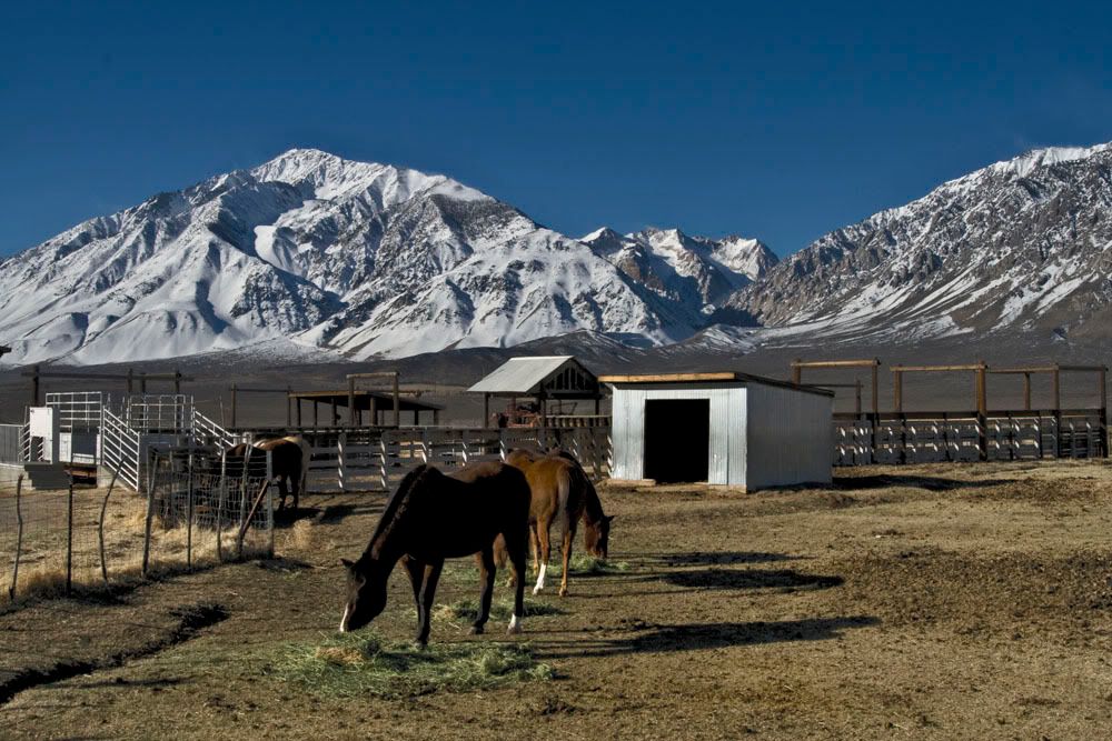 IMAGE: http://img.photobucket.com/albums/v203/squashed/sierras/horse.jpg