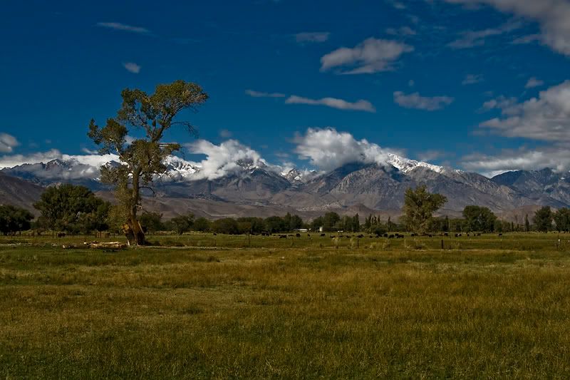 IMAGE: http://img.photobucket.com/albums/v203/squashed/sierras/tree.jpg