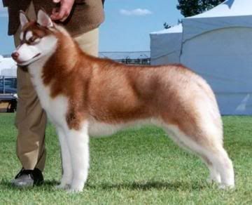 http://img.photobucket.com/albums/v204/Phoenixfire5/Randoms/siberian-husky-0008.jpg