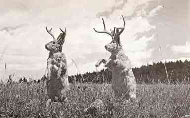 Jackalopes