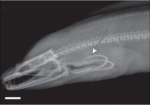 Moray Eel X-Ray