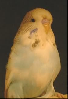 budgie02.jpg