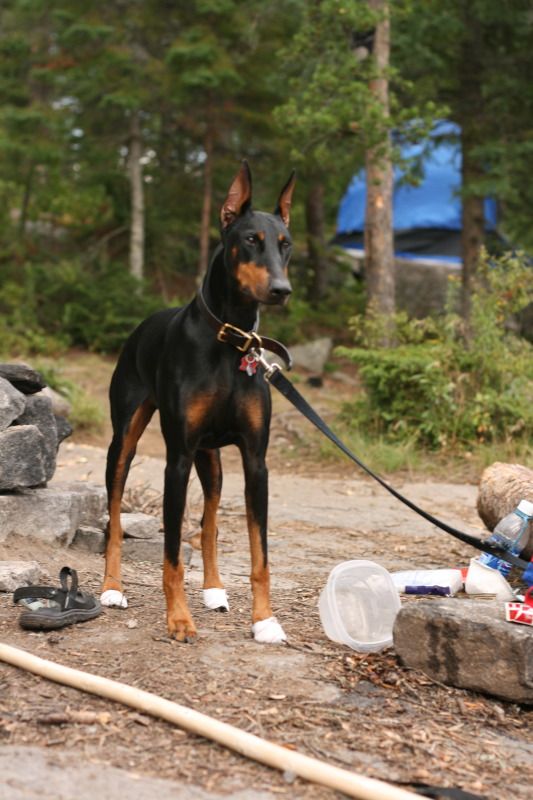 doberman dog shoes