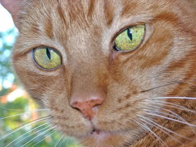 Pet Talk