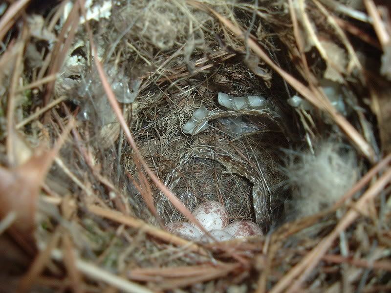 Bird\'s nest Pictures, Images and Photos