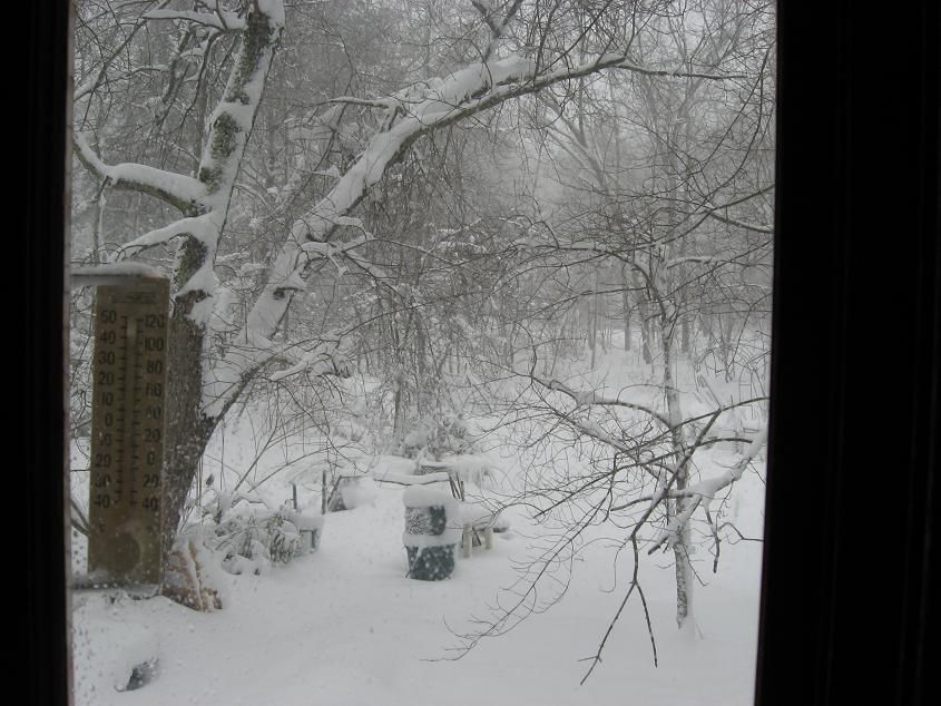 gardensnow_zps8586fd47.jpg