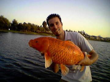 biggest koi carp