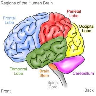 brain