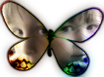 butterflyfaces.png
