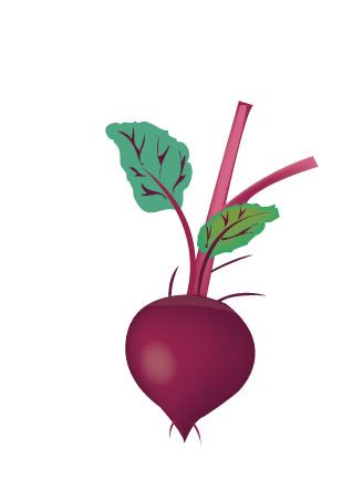 Beet Illustration