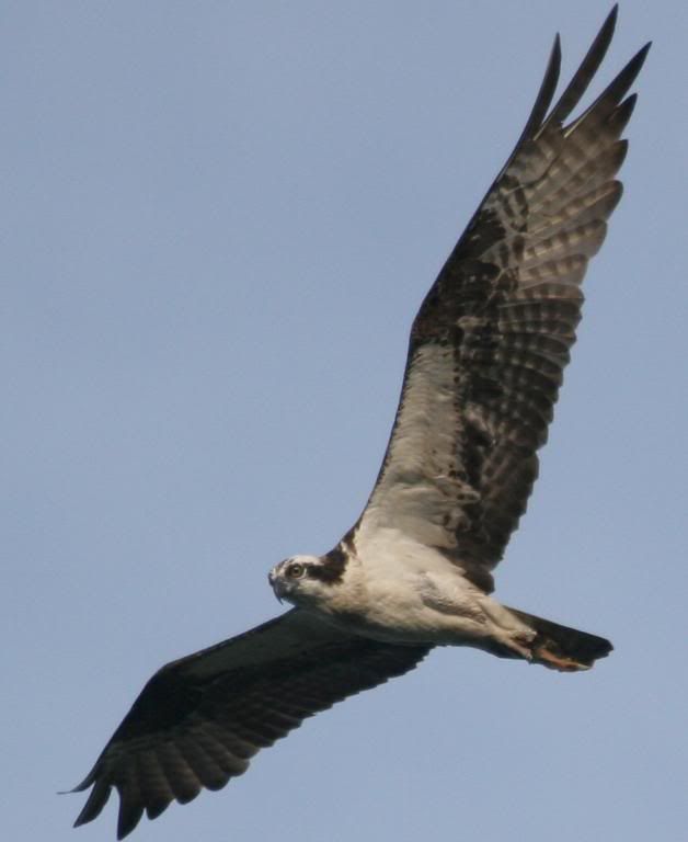 IMAGE: http://img.photobucket.com/albums/v206/Lone_Wolf_75/Osprey%20Crops-July%2007/IMG_3840.jpg