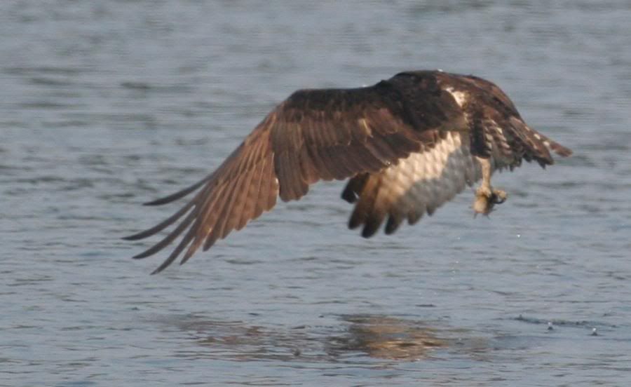 IMAGE: http://img.photobucket.com/albums/v206/Lone_Wolf_75/Osprey%20Crops-July%2007/IMG_3990.jpg