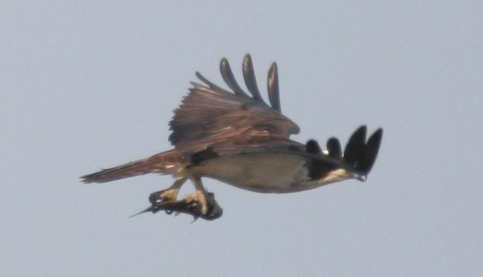 IMAGE: http://img.photobucket.com/albums/v206/Lone_Wolf_75/Osprey%20Crops-July%2007/IMG_3994.jpg