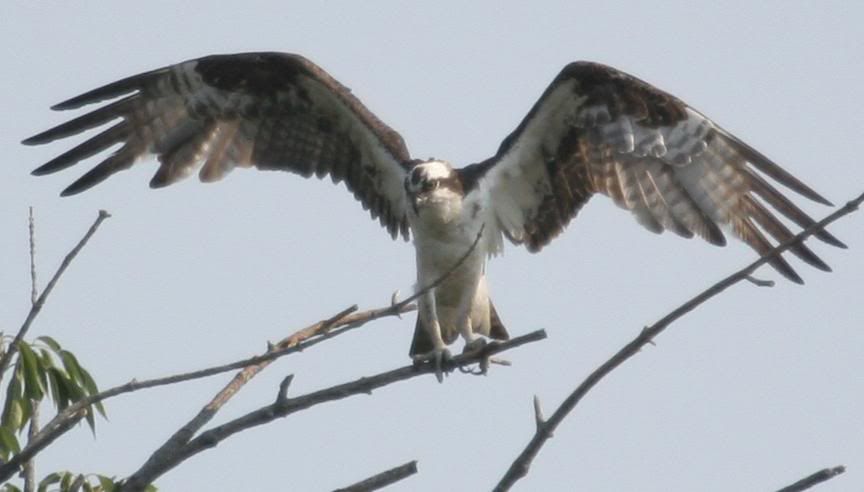 IMAGE: http://img.photobucket.com/albums/v206/Lone_Wolf_75/Osprey%20Crops-July%2007/IMG_4041.jpg