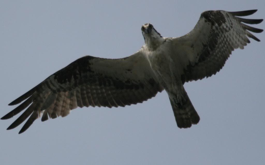 IMAGE: http://img.photobucket.com/albums/v206/Lone_Wolf_75/Osprey%20Crops-July%2007/IMG_4063.jpg