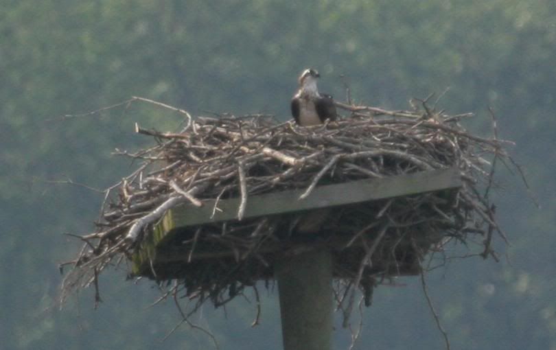 IMAGE: http://img.photobucket.com/albums/v206/Lone_Wolf_75/Osprey%20Crops-July%2007/IMG_4077.jpg