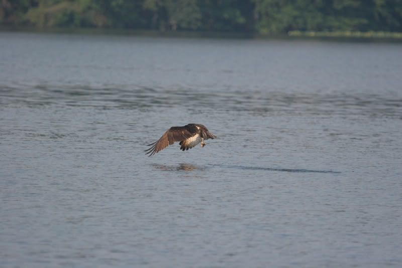 IMAGE: http://img.photobucket.com/albums/v206/Lone_Wolf_75/Osprey%20Full-July%2007/239_3990.jpg