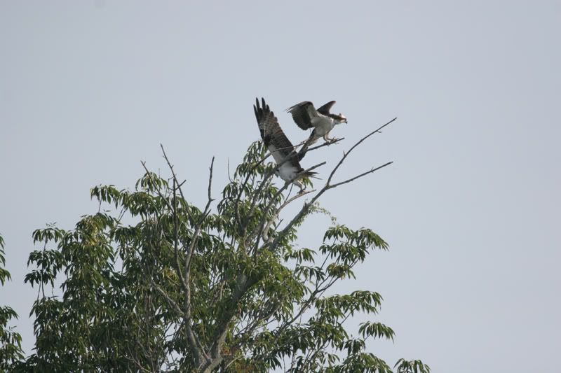 IMAGE: http://img.photobucket.com/albums/v206/Lone_Wolf_75/Osprey%20Full-July%2007/240_4040.jpg