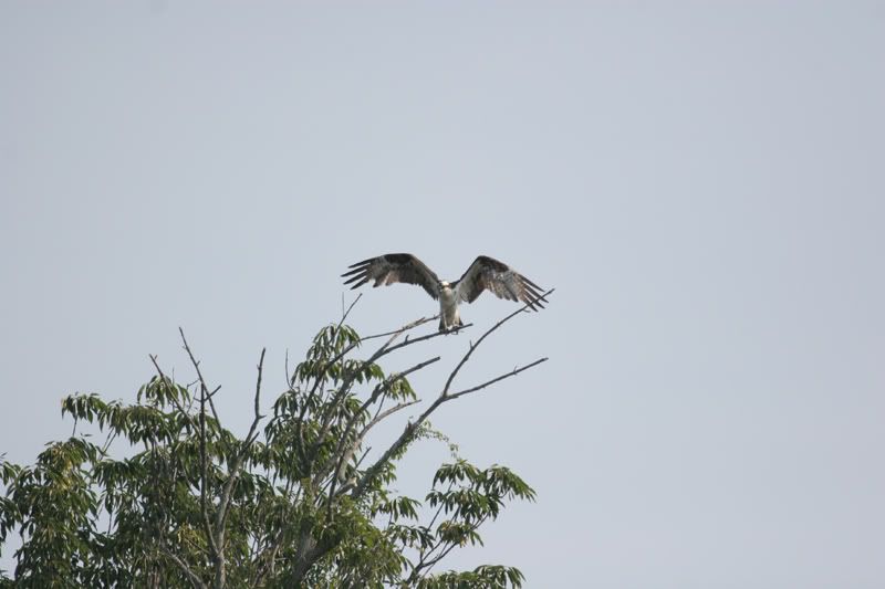 IMAGE: http://img.photobucket.com/albums/v206/Lone_Wolf_75/Osprey%20Full-July%2007/240_4041.jpg