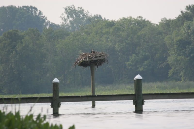 IMAGE: http://img.photobucket.com/albums/v206/Lone_Wolf_75/Osprey%20Full-July%2007/240_4077.jpg