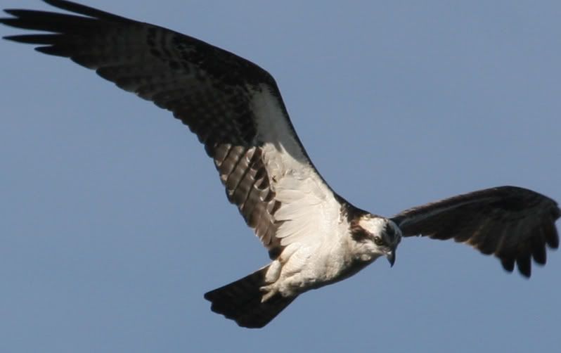 IMAGE: http://img.photobucket.com/albums/v206/Lone_Wolf_75/Ospreys-V2/243_4324C.jpg