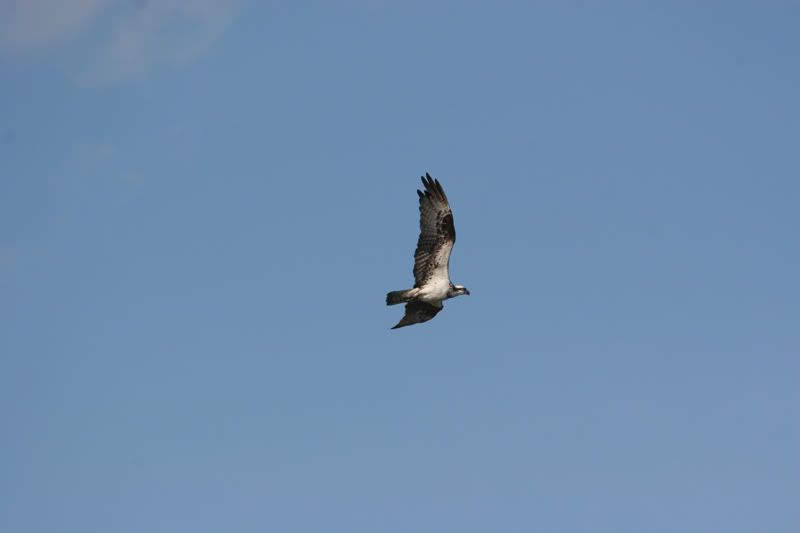 IMAGE: http://img.photobucket.com/albums/v206/Lone_Wolf_75/Ospreys-V2/243_4338F.jpg