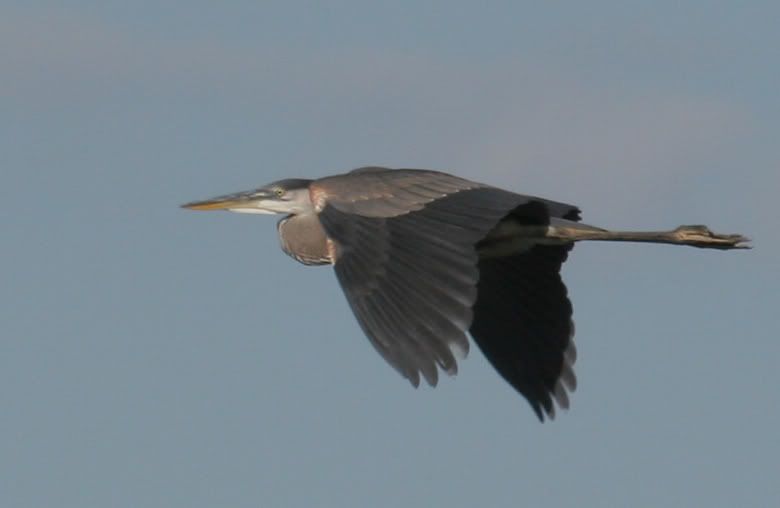IMAGE: http://img.photobucket.com/albums/v206/Lone_Wolf_75/Ospreys-V2/243_4342C.jpg