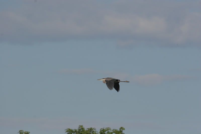 IMAGE: http://img.photobucket.com/albums/v206/Lone_Wolf_75/Ospreys-V2/243_4342F.jpg