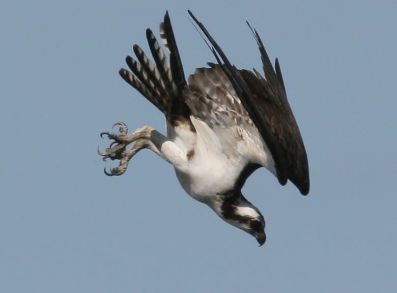 IMAGE: http://img.photobucket.com/albums/v206/Lone_Wolf_75/Ospreys-V2/244_4477c.jpg
