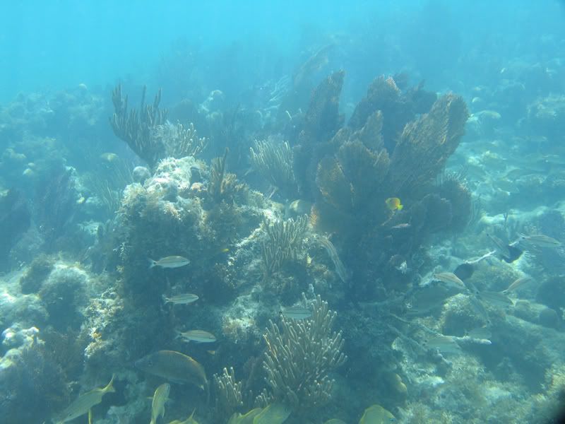 IMAGE: http://img.photobucket.com/albums/v206/Lone_Wolf_75/uw/G5-DryTortugasPicts075.jpg