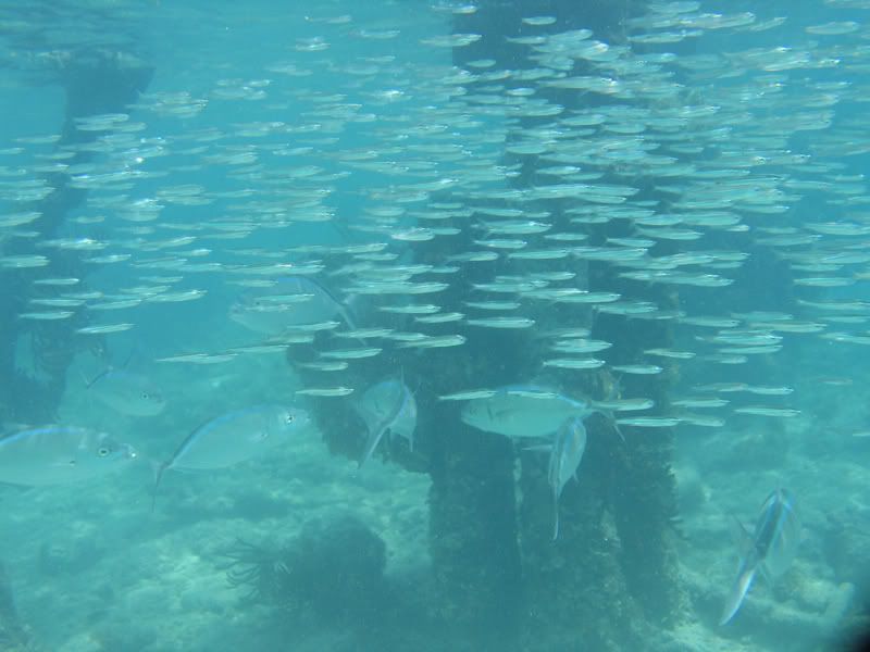 IMAGE: http://img.photobucket.com/albums/v206/Lone_Wolf_75/uw/G5-DryTortugasPicts105.jpg