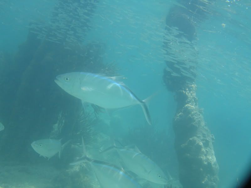 IMAGE: http://img.photobucket.com/albums/v206/Lone_Wolf_75/uw/G5-DryTortugasPicts156.jpg
