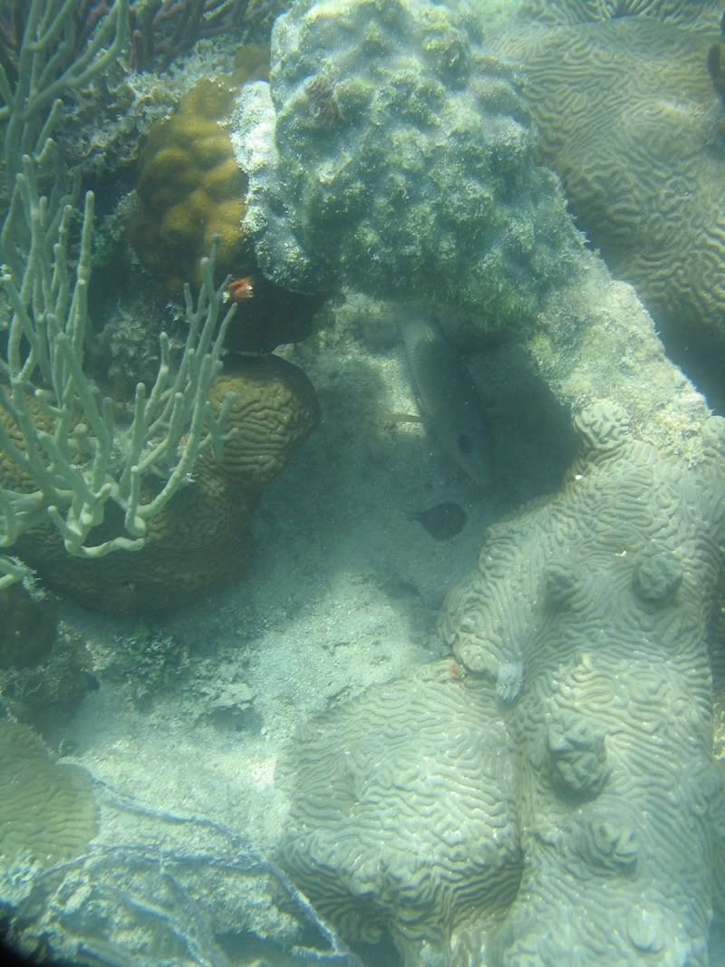 IMAGE: http://img.photobucket.com/albums/v206/Lone_Wolf_75/uw/G5-DryTortugasPicts157.jpg