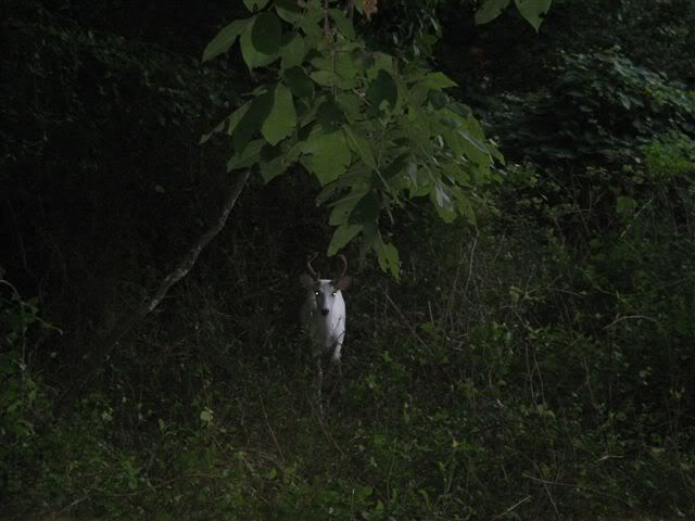 IMG_0268.jpg