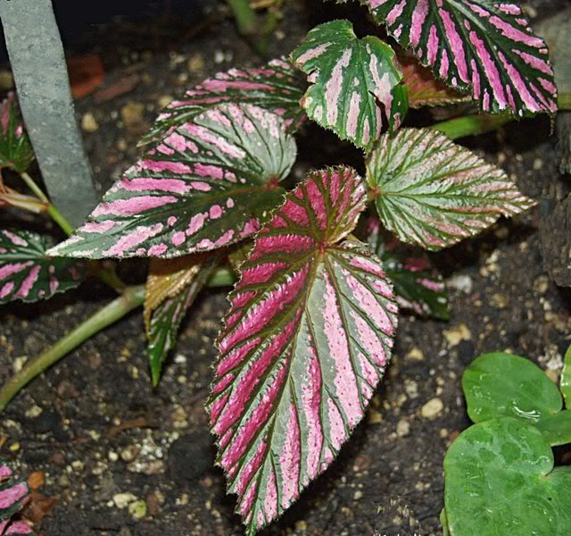 BEGONIA_EXOTICA.jpg