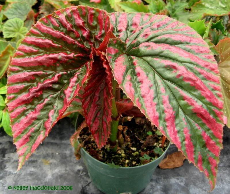 BEGONIA_EXOTICA1.jpg