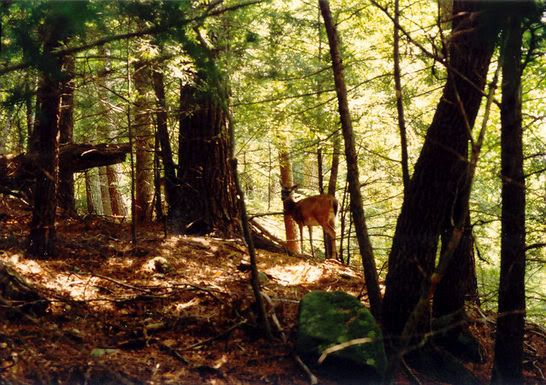Deer_in_Woods_II.jpg