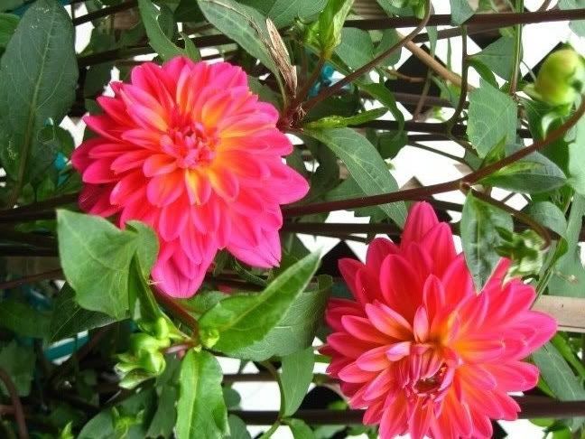 Photo Sharing and Video Hosting at Photobucket