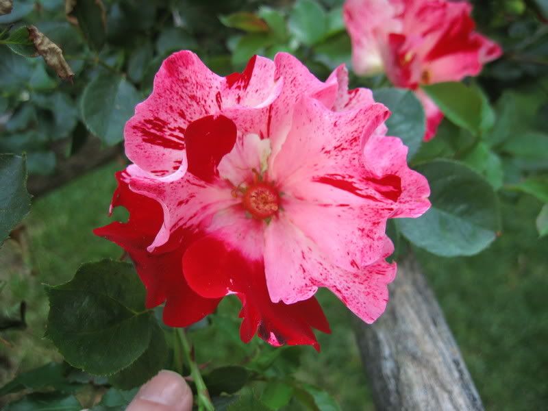 Photo Sharing and Video Hosting at Photobucket