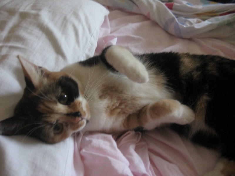 Photo Sharing and Video Hosting at Photobucket