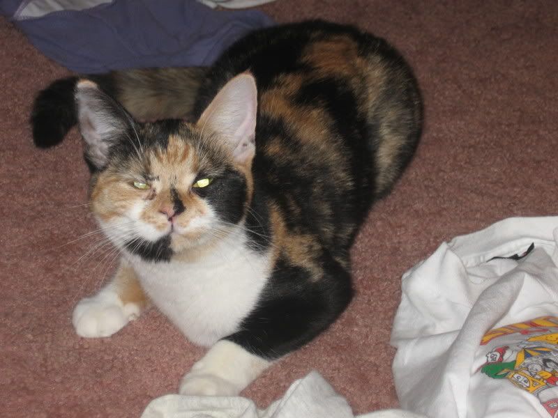 Photo Sharing and Video Hosting at Photobucket