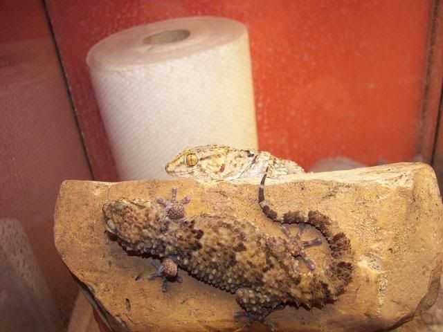 1.1turnergeckosSept2.jpg