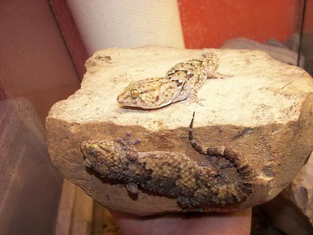 1.1turnergeckosSept3.jpg