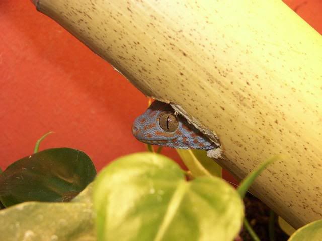 TokayGecko.jpg